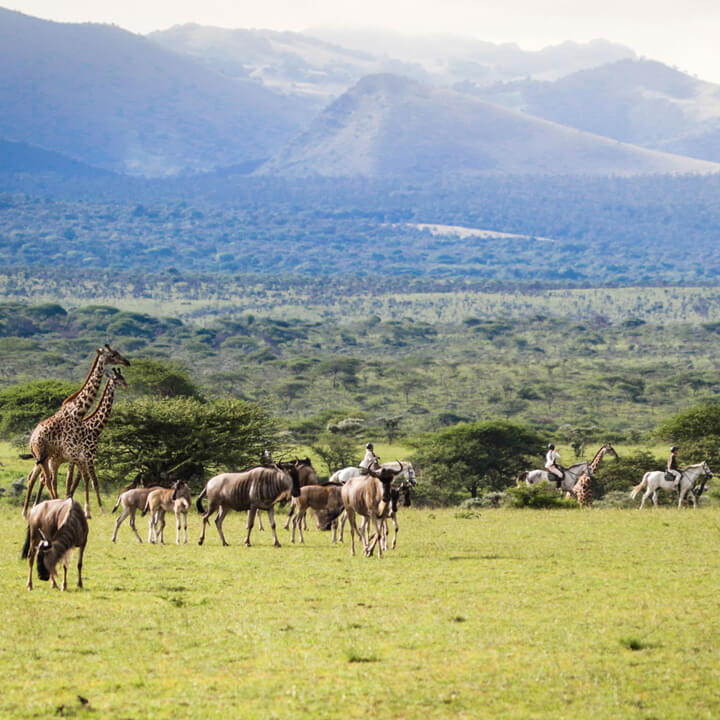 Africa Born Safari Style Luxury Private Camping Activities