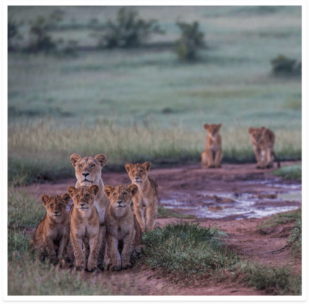 Africa Born Lions in the Masai Mara