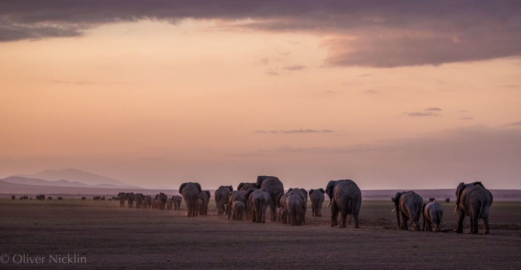 Family of Elephants