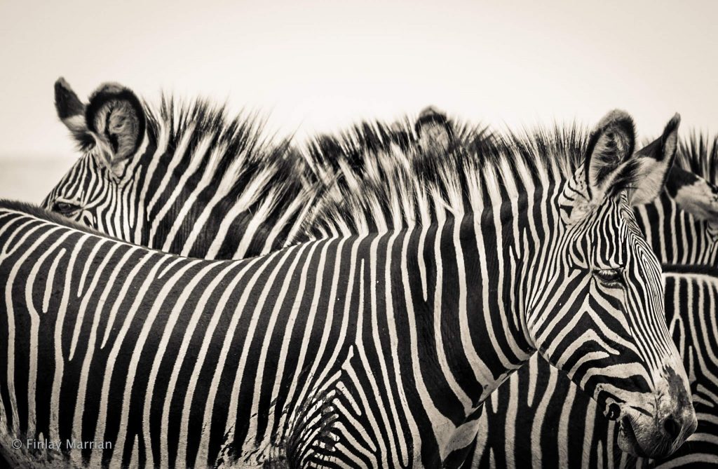 Grevy Zebra