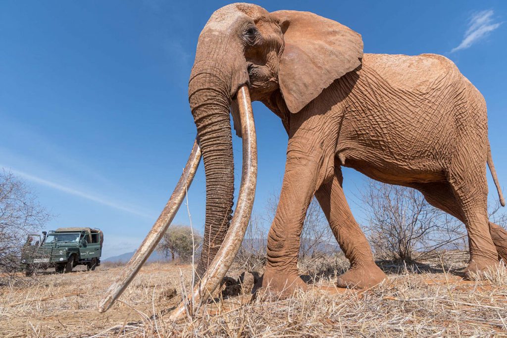 Tusker Elephant from Tsavo Trust