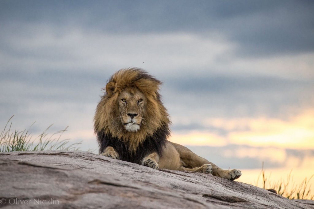 Male Lion, Masai Mara