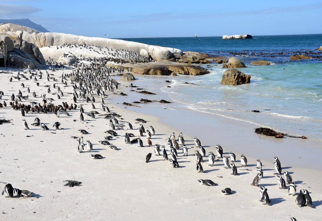 best time to travel to south africa, penguins on the beach