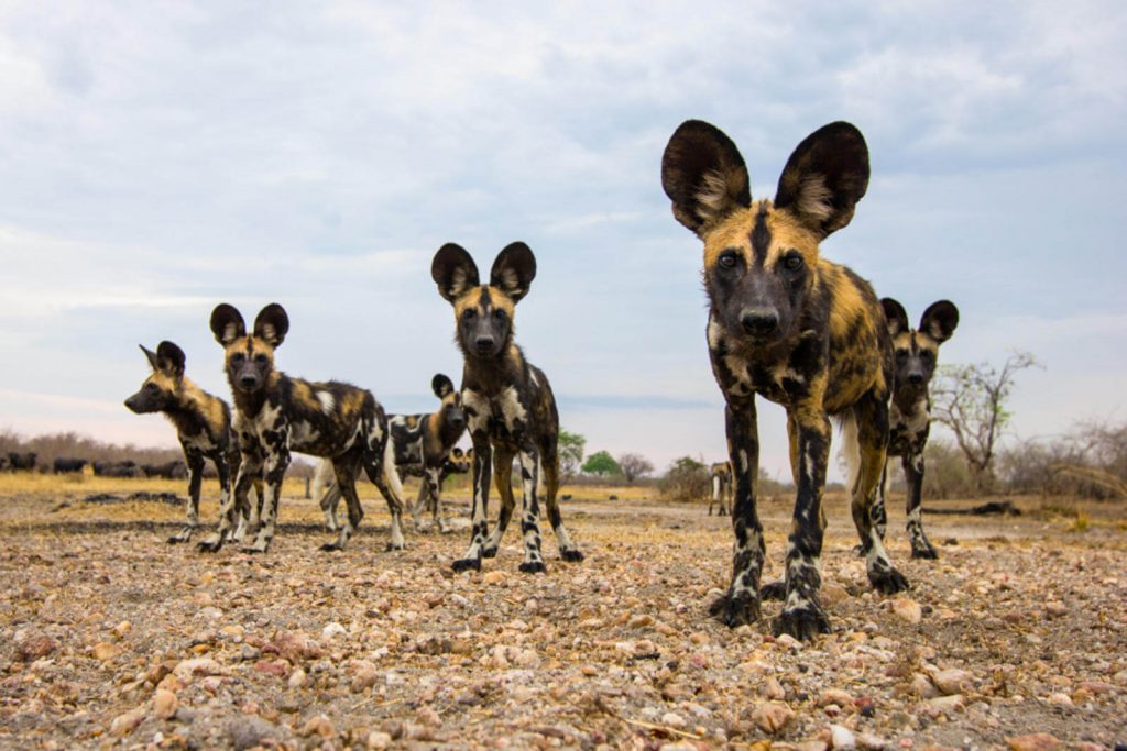 best time to travel to botswana to see wild dog