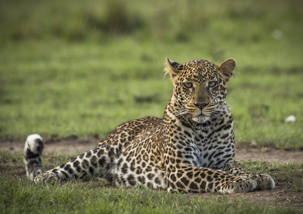 Africa Born Leopard - Sam Stogdale