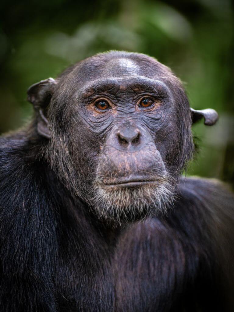 Did you know that chimpanzees are our closest relatives in the animal kingdom? © Rodger Bowren