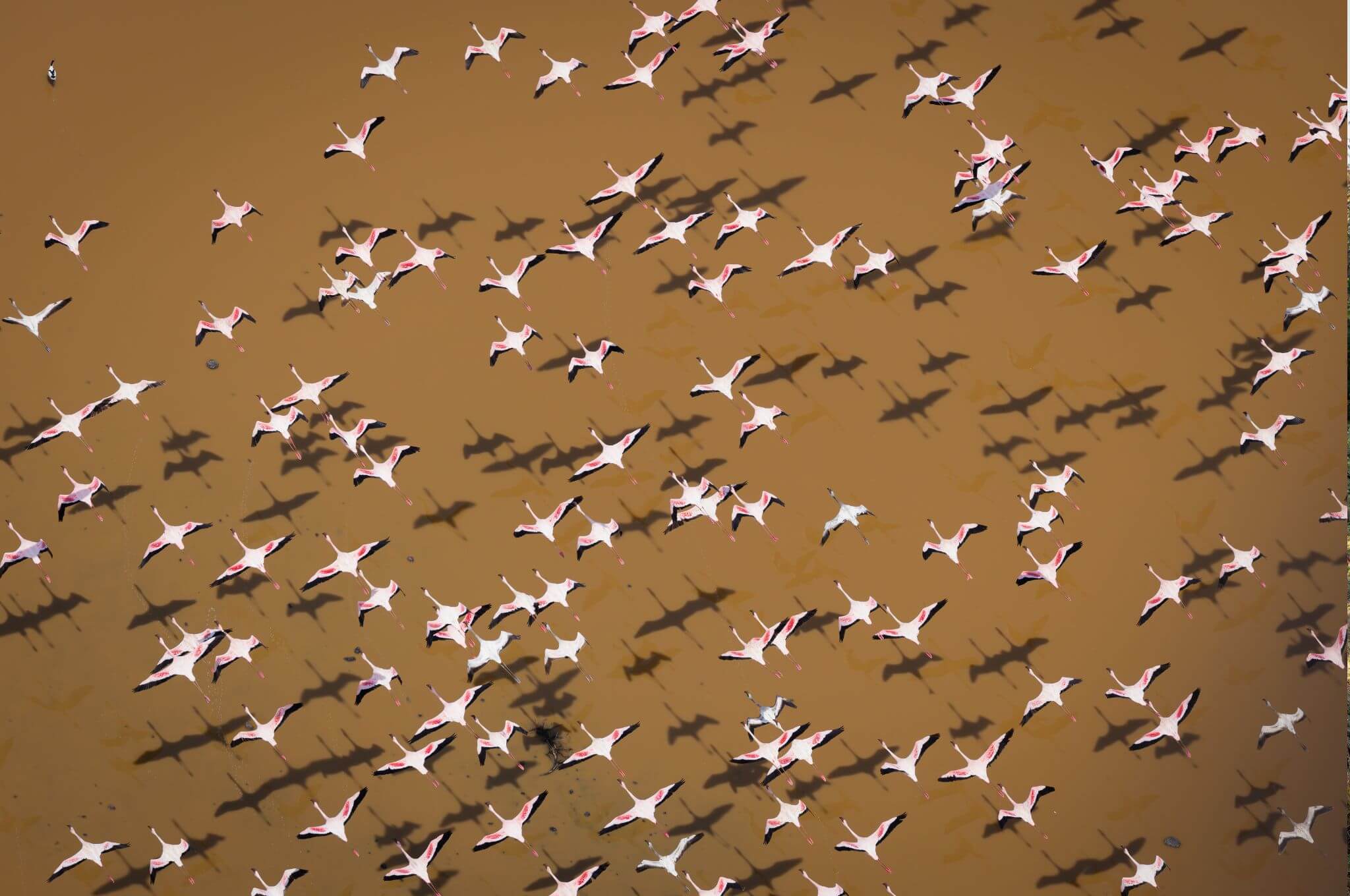 Fly with flocks of flamingos over Lake Turkana! © Ollie Outram