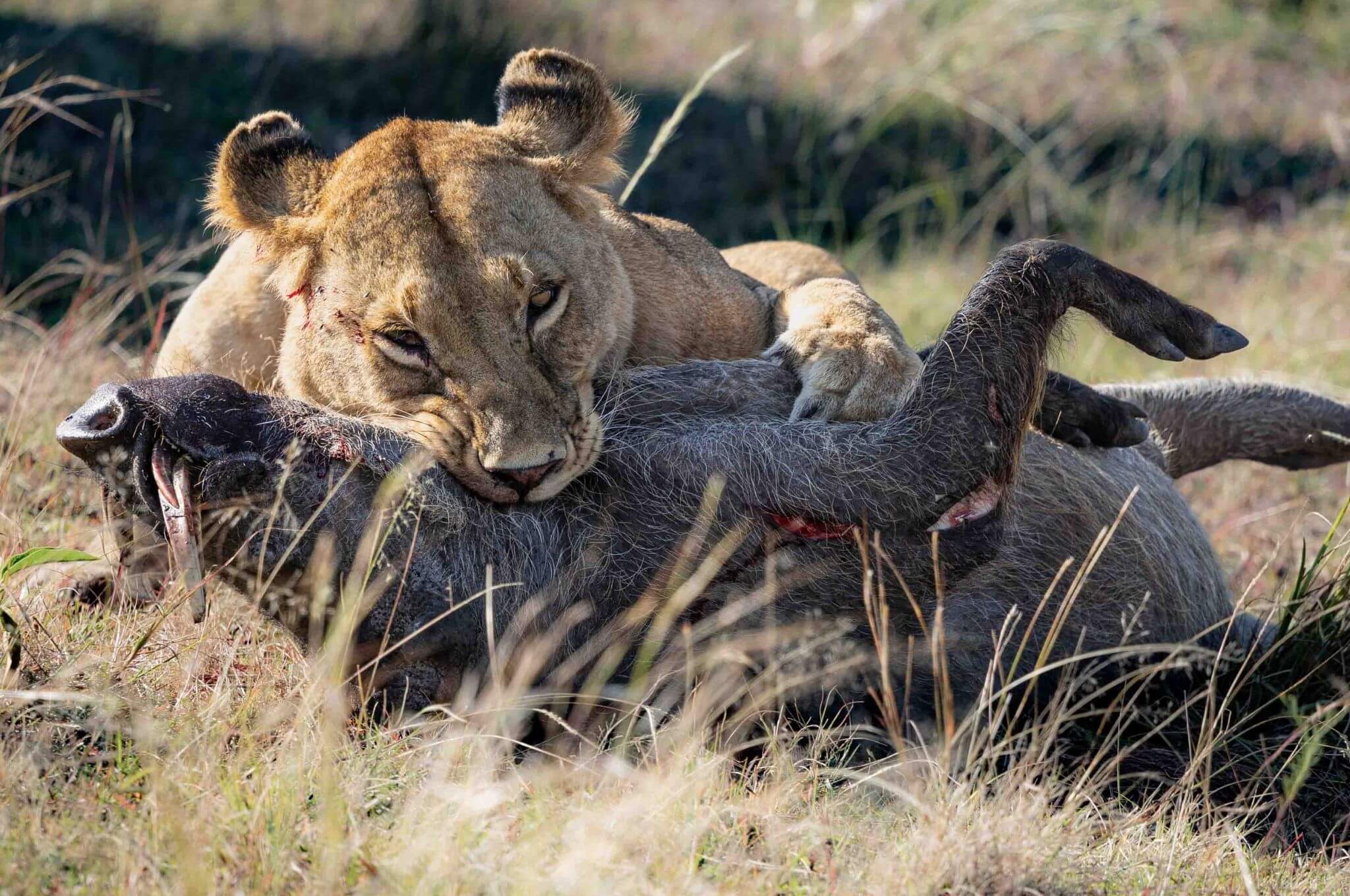 A lioness suffocates her kill before tucking in. © Lucien Beaumont