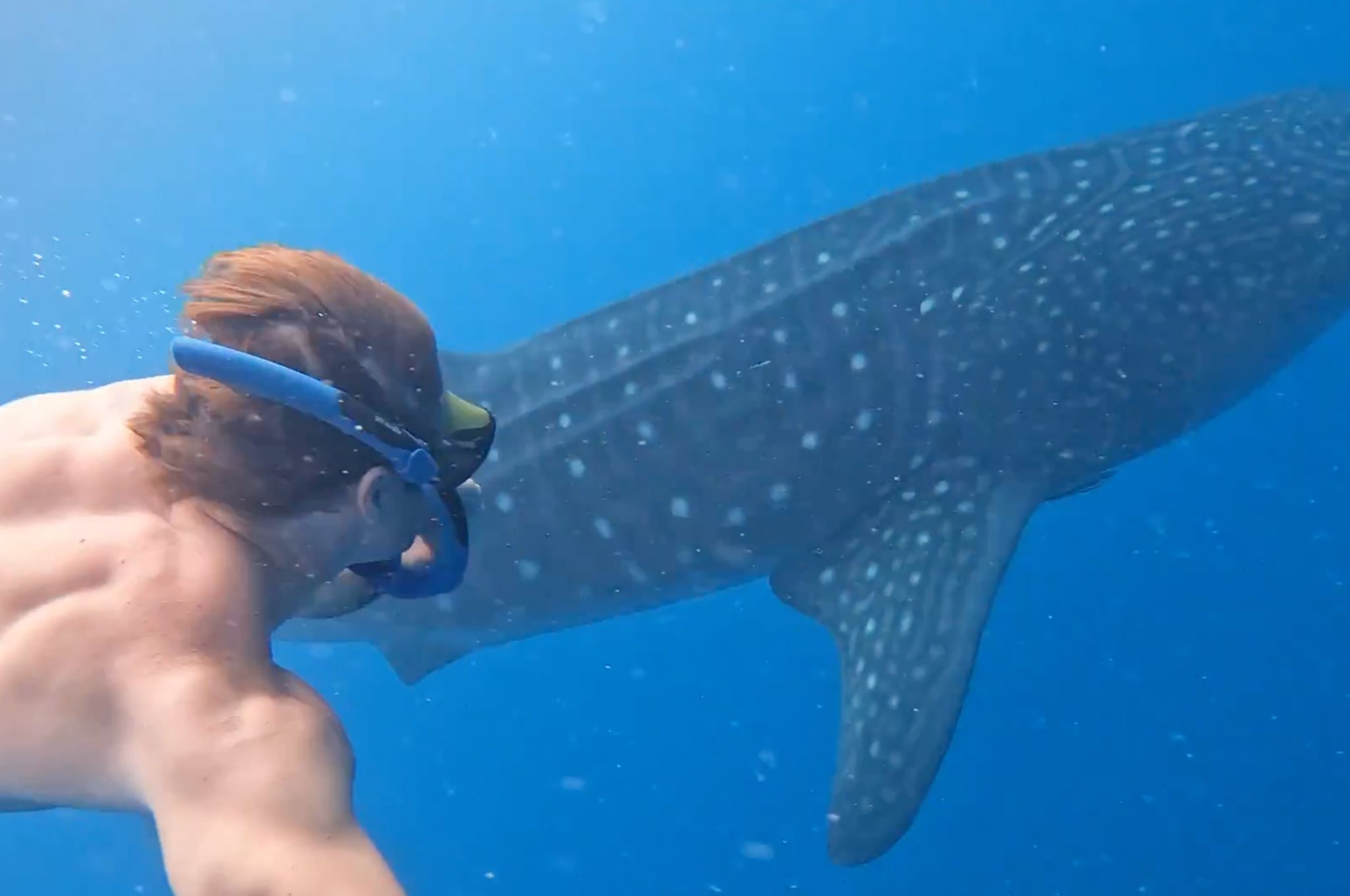 A once in a life time opportunity to swim with whale sharks at Thanda Island © Paolo Parazzi