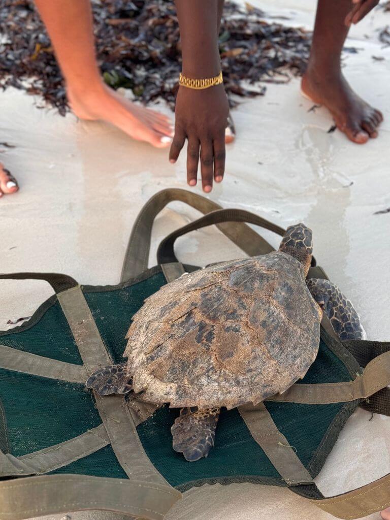 Local Ocean Conservation release a turtle back into the Indian Ocean © Chiri Parazzi