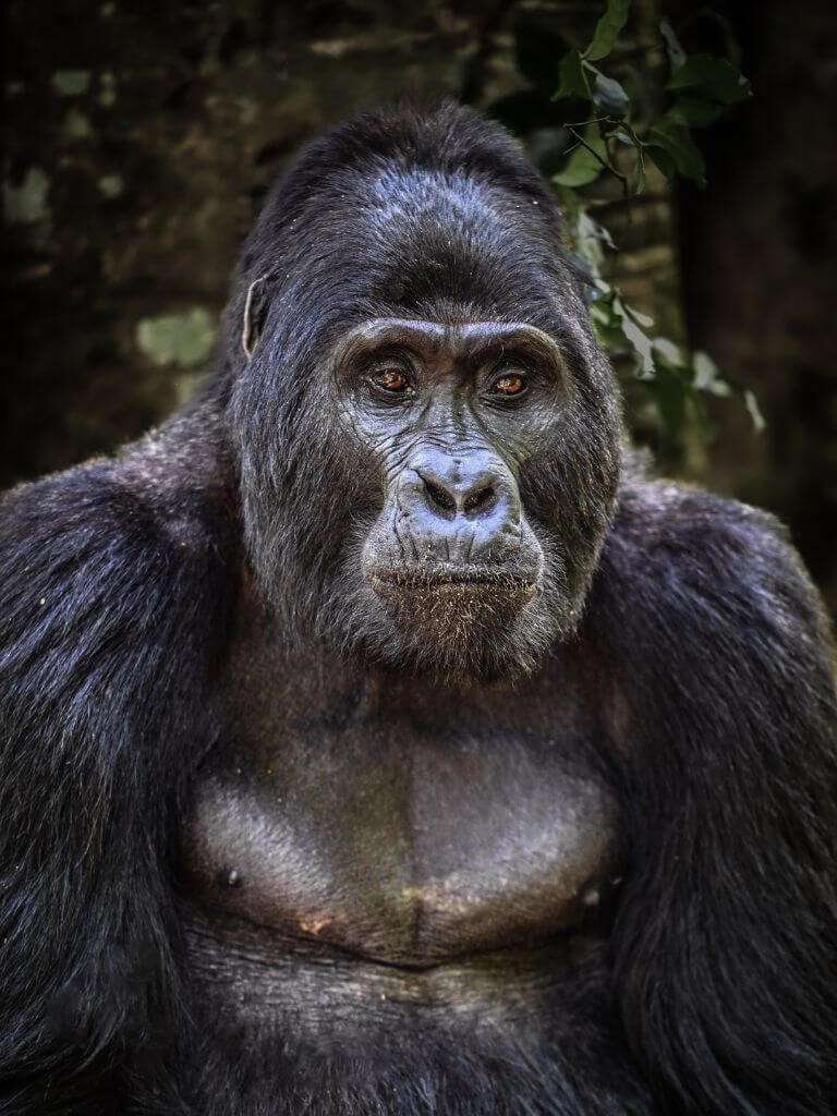 Gorillas are incredibly intelligent and form deep family bonds, just like us! © Rodger Bowren