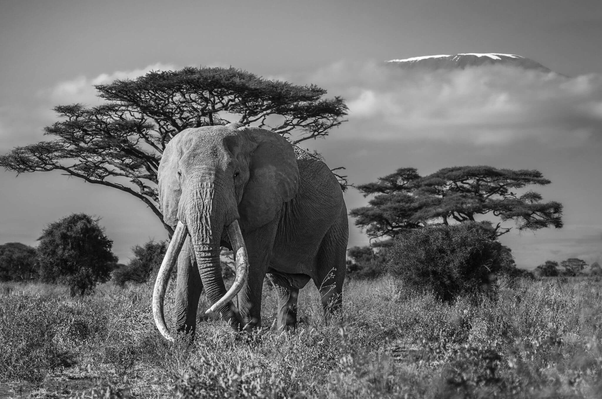 The last super Tuskers in Amboseli © Rodger Bowren