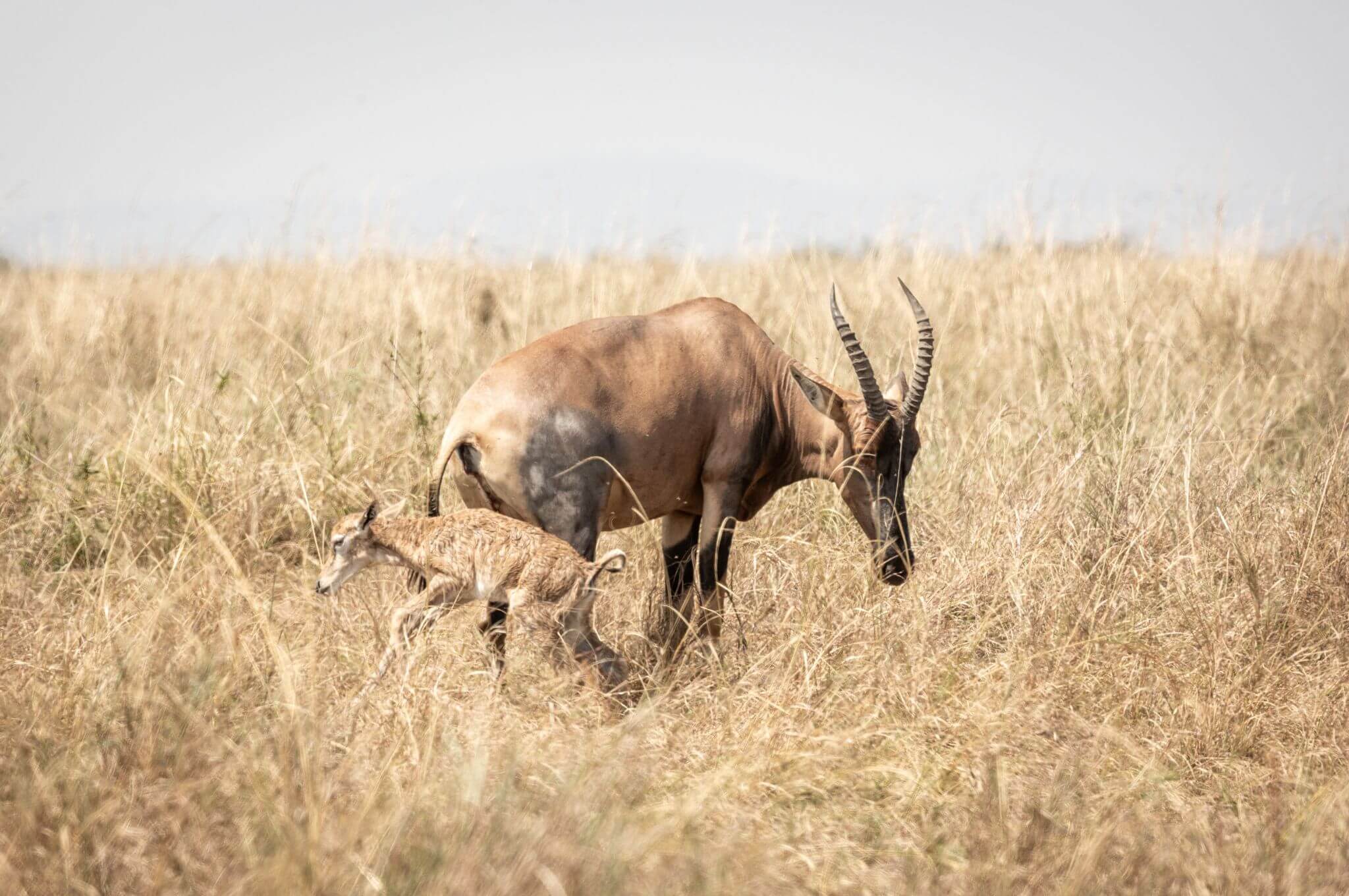 Witnessing the birth of a topi in the Maasai Mara © Mark Boyd