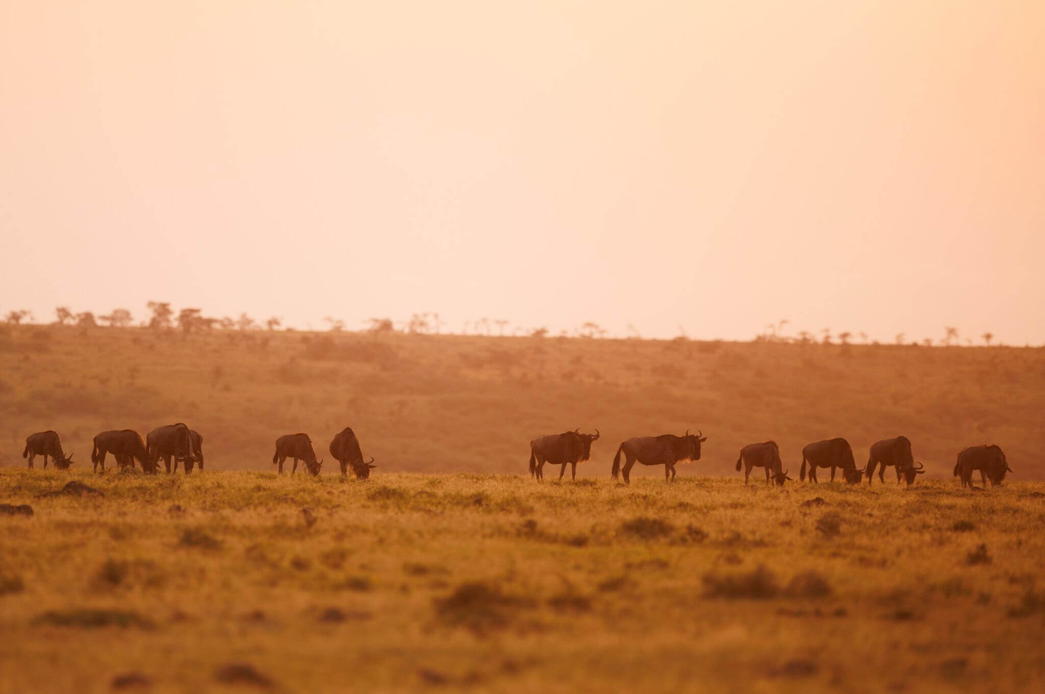 Wildebeest grazing in the dawn golden light. © Jeremy Goss