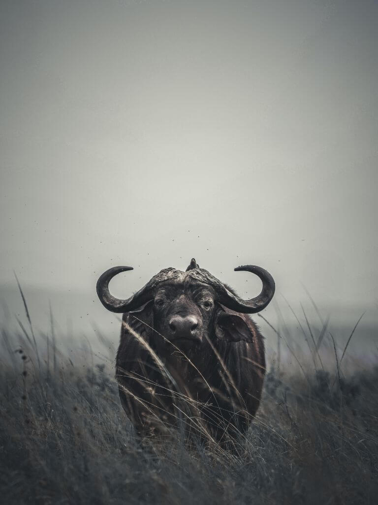 With weights reaching up to 900 kg, taking down a buffalo is no easy task. © Rodger Bowren