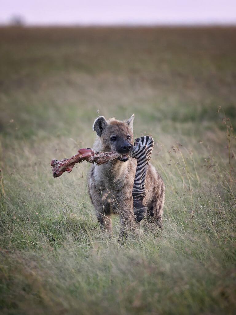 A hungry hyena finds a way to scavenge a meal. © Paolo Parazzi