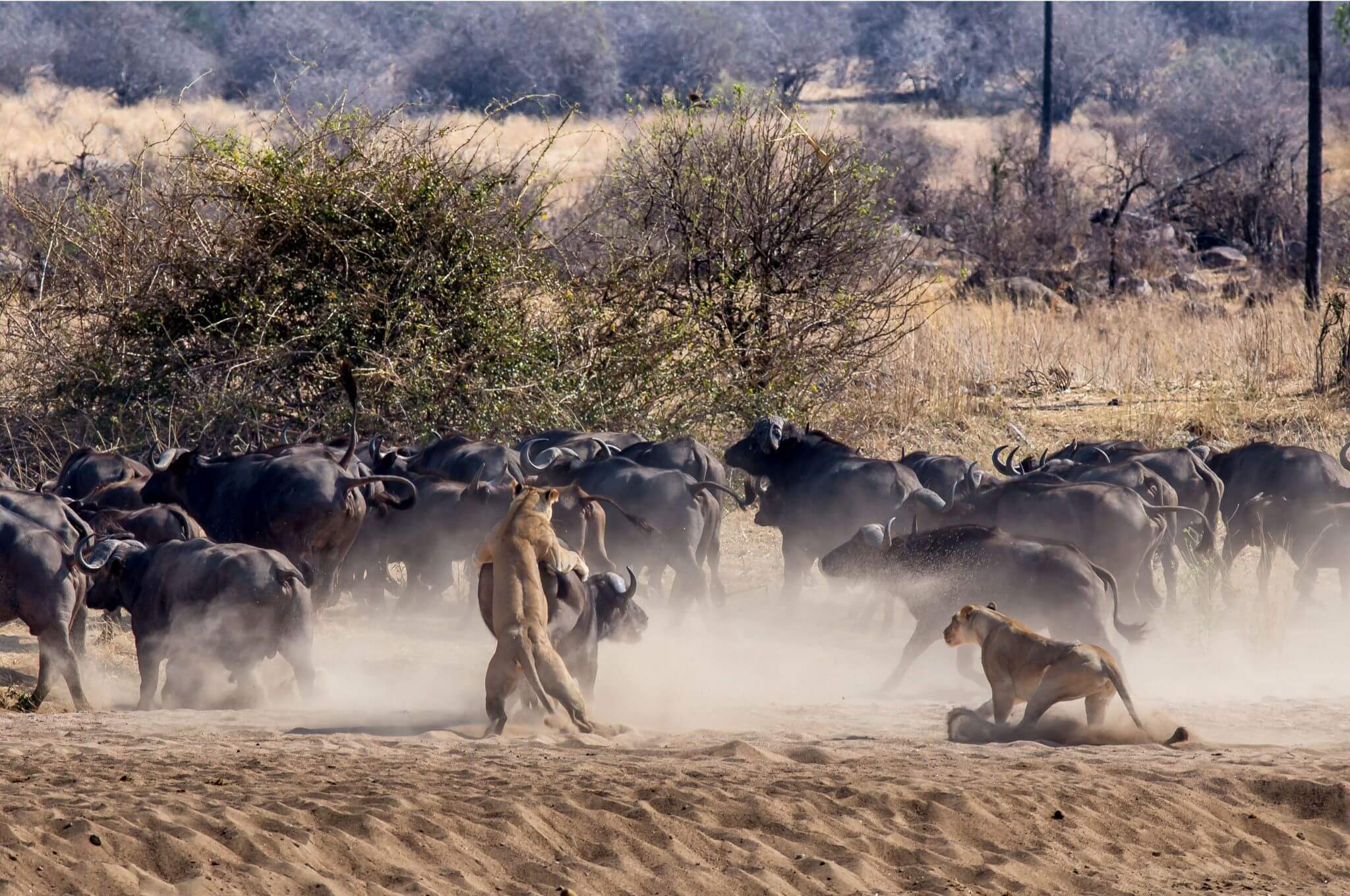 Witness the thrill of the hunt as a lion pride takes down a buffalo. © Sam Stogdale