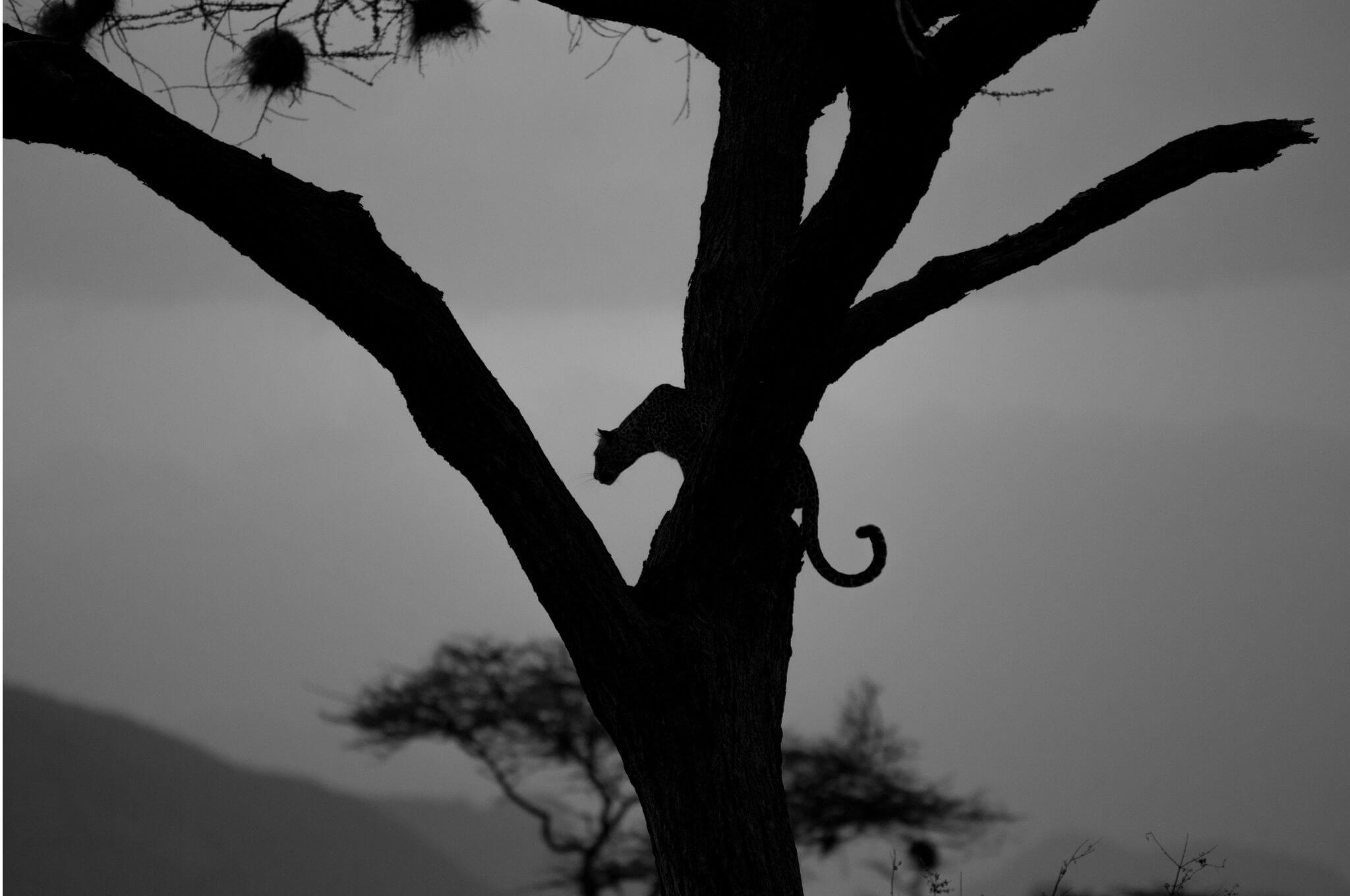 Under the cover of darkness, a leopard in a tree watches for its next meal. © Sam Stogdale