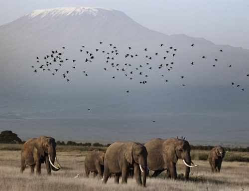 Thrilling wildlife encounters right in camp